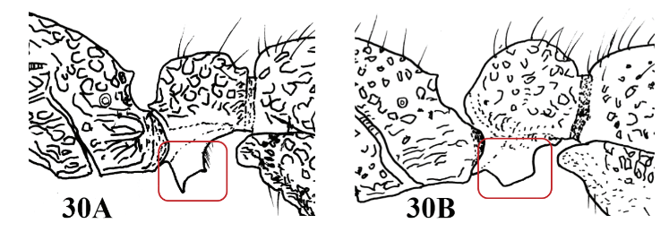 File:Chen 2017 Fig. 30.png