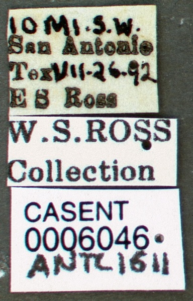 File:Atta texana casent0006046 label 1.jpg