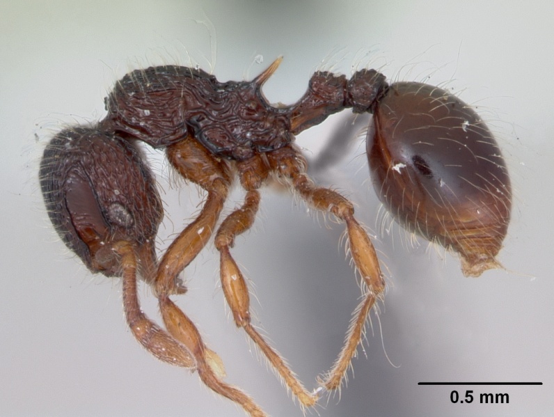 File:Lachnomyrmex fernandezi casent0173880 profile 1.jpg