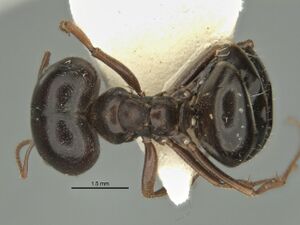 Melophorus wheeleri major top ANIC32-900220.jpg