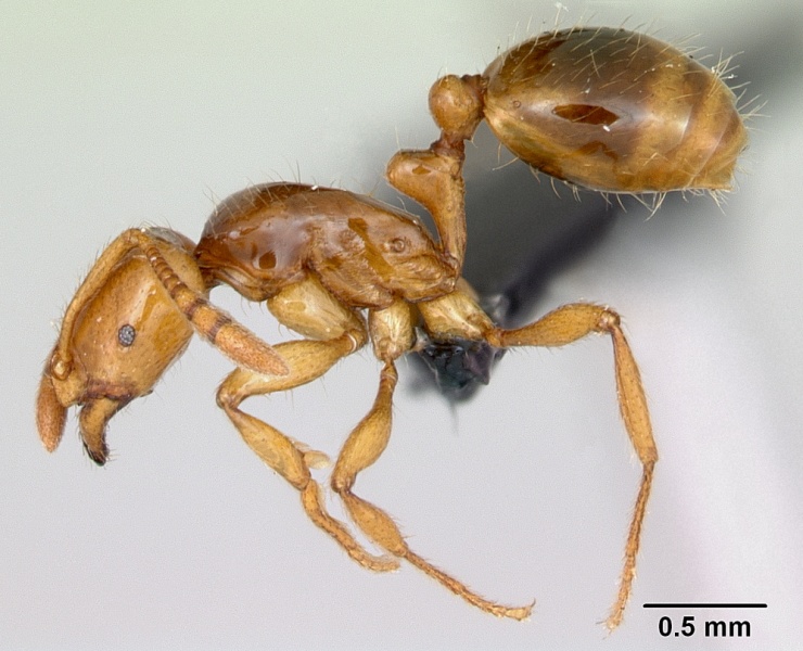 File:Monomorium fisheri casent0491610 profile 1.jpg