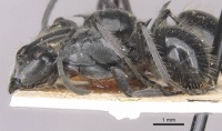 Polyrhachis gibbosa casent0910939 p 1 high.jpg