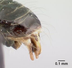 Camponotus liandia male casent0179439 a.jpg