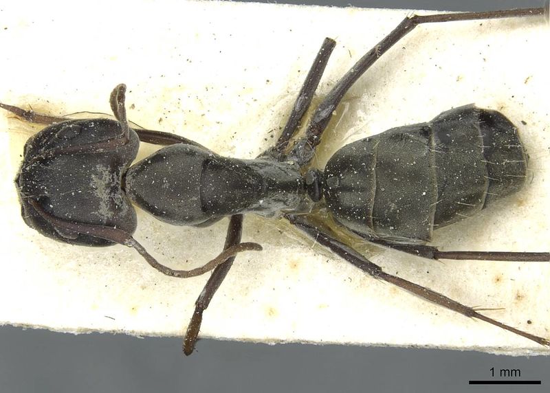 File:Camponotus vestitus lujai casent0911784 d 1 high.jpg
