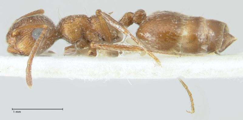 File:Crematogaster moqorensis focol1797-1 p 1 high.jpg