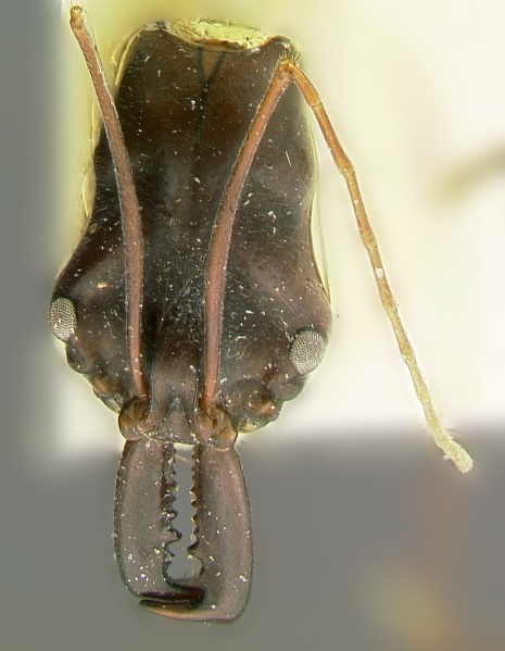 File:Odontomachus opaculus hef1.jpg