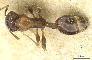 Temnothorax obscurior casent0912927 d 1 high.jpg