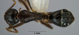 Camponotus fraseri paratype ANIC32-053464 top.jpg