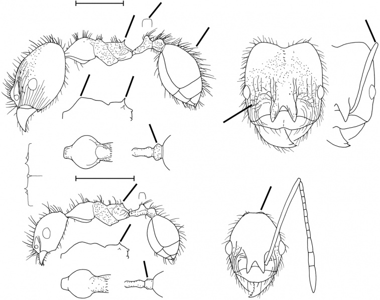 File:Pheidole desertorum Wilson 2003.jpg
