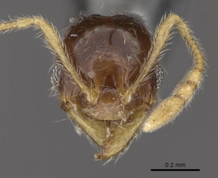 File:Pheidole watsoni casent0281699 h 1 high.jpg