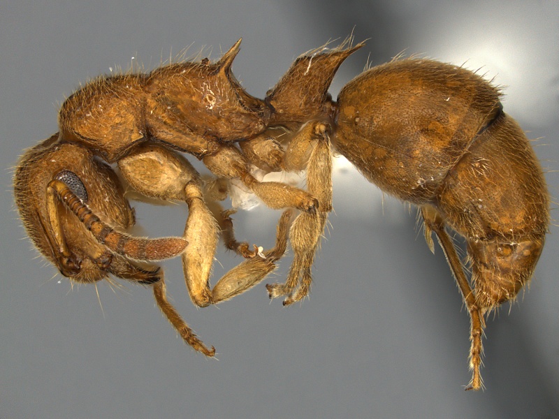 File:Acanthoponera-minor-MCZ001L.jpg