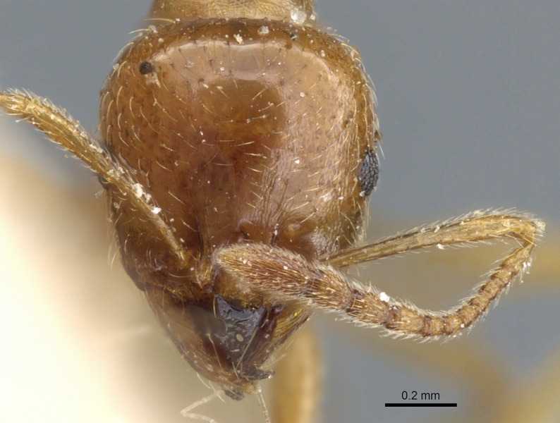 File:Aphaenogaster leveillei casent0904154 h 1 high.jpg