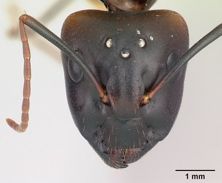 File:Camponotus hova casent0146225 head 1.jpg