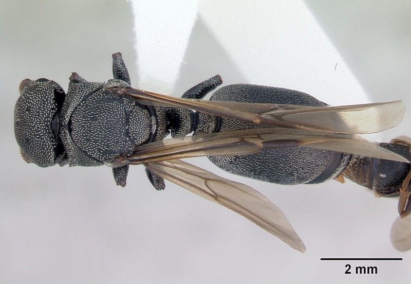 File:Cephalotes depressus casent0173674 dorsal 1.jpg