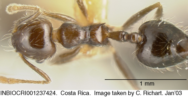 File:Crematogaster carinata inbiocri001237424 d 1 high.jpg