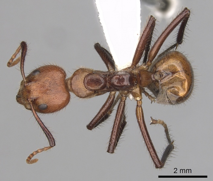 File:Dolichoderus abruptus casent0249581 d 1 high.jpg