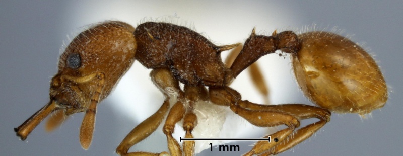 File:Epopostruma wardi holotype ANIC32-015699 side 25-AntWiki.jpg