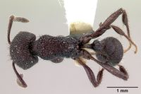 Pogonomyrmex aterrimus casent0217240 d 1 high.jpg