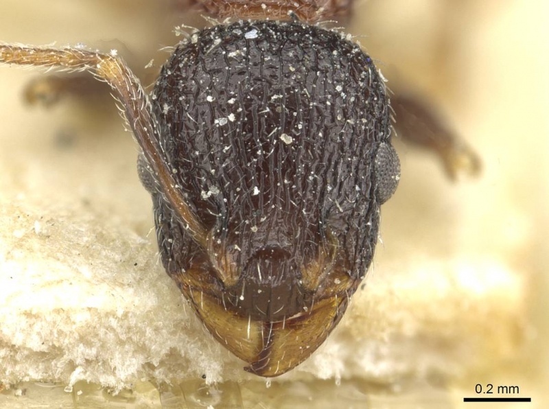 File:Temnothorax formosus casent0912937 h 1 high.jpg