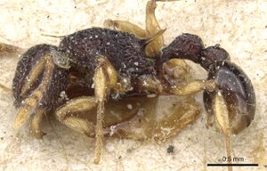 Tetramorium flavipes casent0904799 p 1 high.jpg