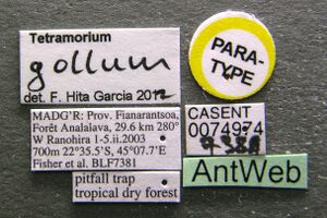 Tetramorium gollum casent0074974 l 1 high.jpg