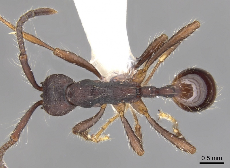 File:Aenictus paradentatus casent0903682 d 1 high.jpg