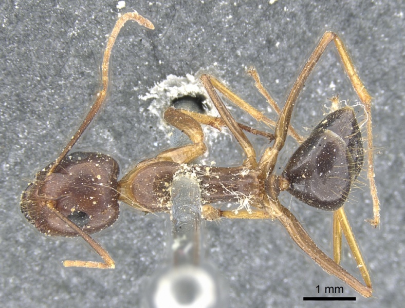 File:Camponotus arrogans casent0903598 d 1 high.jpg