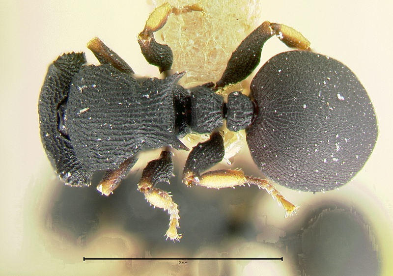 File:Cataulacus-chapmaniD3.2x.jpg