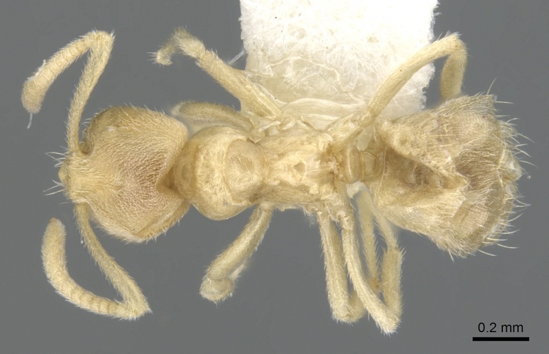 File:Lasius myrmidon casent0903666 d 1 high.jpg