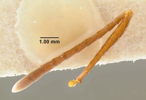 MCZ-ENT00511497 Acromyrmex insinuator bop.jpg