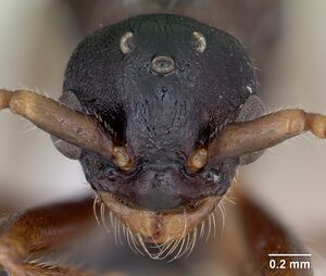 Myrmica lonae casent0172754 head 1.jpg