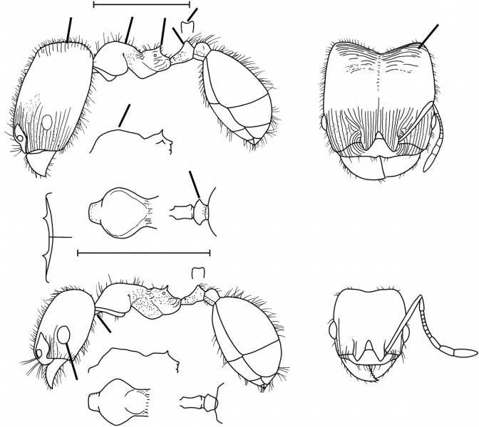 File:Pheidole creightoni Wilson 2003.jpg