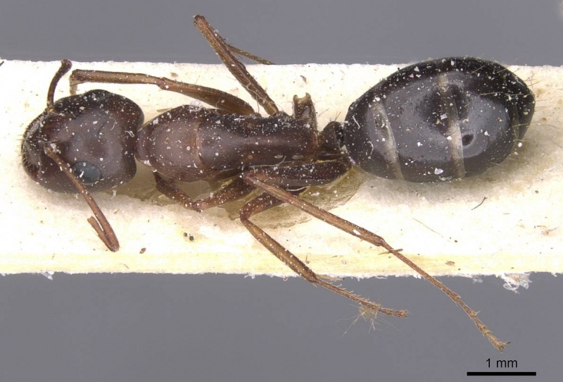 File:Camponotus alii casent0911897 d 1 high.jpg