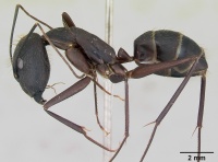 Camponotus lespesii casent0173428 profile 1.jpg