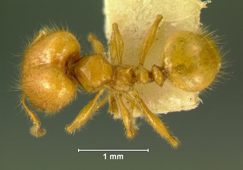 File:Pheidole-sarawakanaD4.jpg