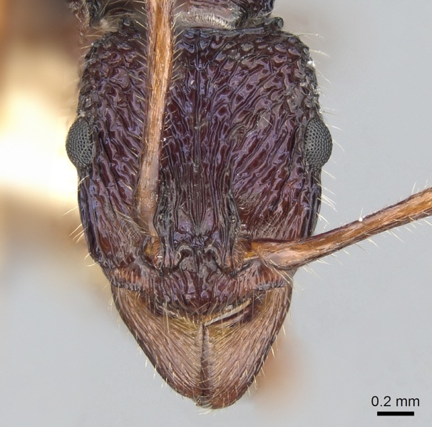 File:Rhytidoponera confusa casent0281235 h 1 high.jpg