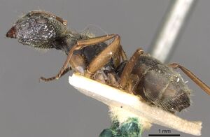 Camponotus textor casent0910718 p 1 high.jpg