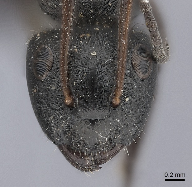File:Camponotus trapezoideus casent0217709 h 1 high.jpg