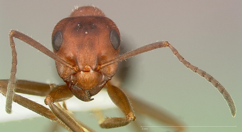 File:Formica nevadensis casent0005388 head 1.jpg