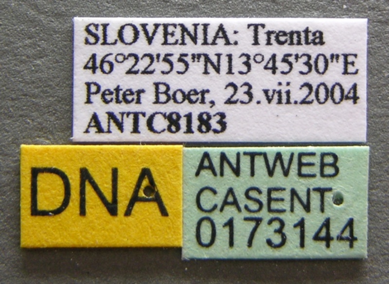 File:Formica truncorum casent0173144 label 1.jpg