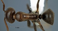 Iridomyrmex setoconus top view