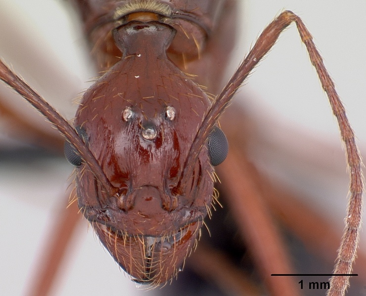 File:Aphaenogaster swammerdami casent0492440 head 1.jpg