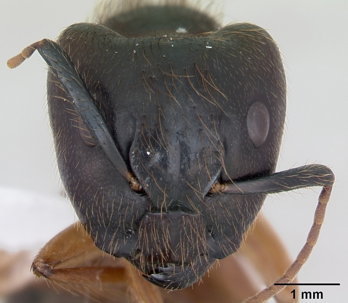 File:Camponotus atriceps casent0173391 head 1.jpg