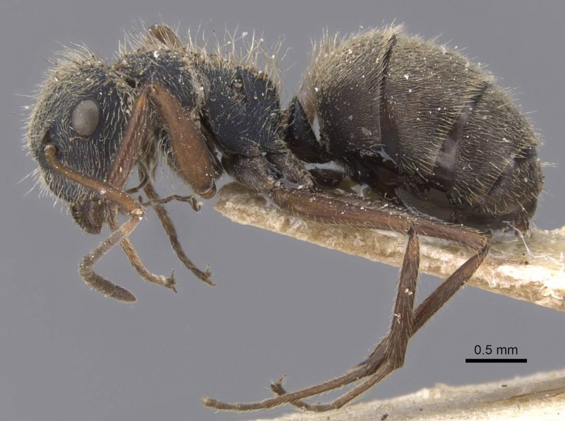File:Camponotus senex casent0911743 p 1 high.jpg