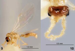 Crematogaster-cylindriceps-Mhef.jpg