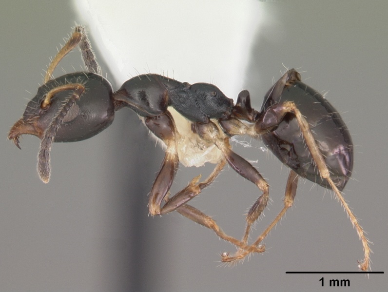 File:Myrmecorhynchus emeryi casent0010930 profile 1.jpg