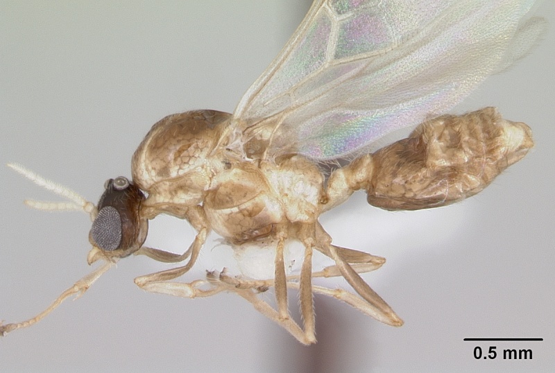 File:Crematogaster rochai casent0173948 profile 1.jpg