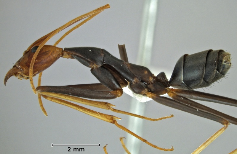 File:Leptomyrmex ruficeps ANIC32-062462 side 12.5-Antwiki.jpg