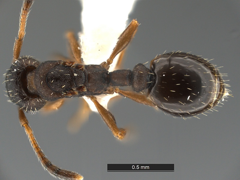 File:Leptothorax-wilsoni-MCZ001D.jpg