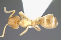 Linepithema angulatum casent0106973 dorsal 1.jpg